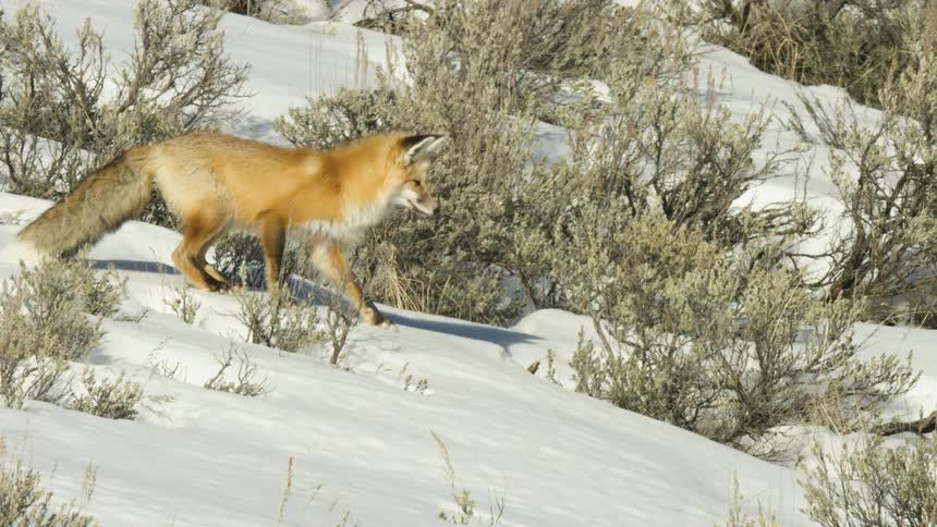 In stunning slow motion, a red fox stands on a snowy hillside before leaping to pounce on its prey