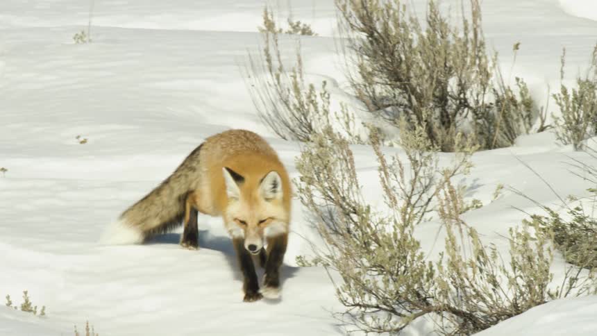 A wild red fox yawns and then walks through the deep snow on a sunny winter day in slow motion