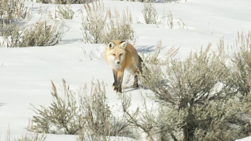 A red fox carefully picks its way through a snowy landscape filled with sagebrush