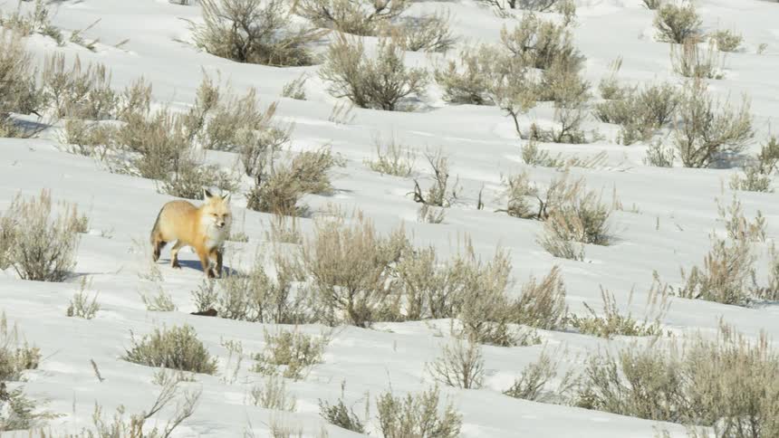 A red fox walks in slow motion across a sunlit, snow-covered hillside dotted with sagebrush