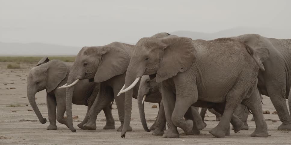 Herd of elephants on the move