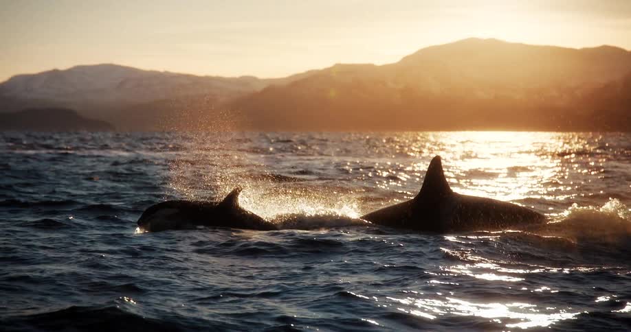 A mother orca and her calf gracefully swim in the ocean at sunset, their breaths catching the golden light in stunning slow motion