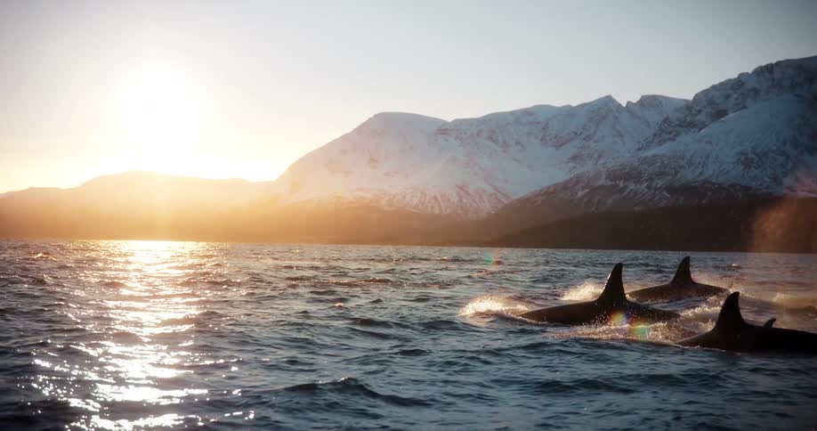 A pod of orcas swims through a fjord in slow motion, surfacing and spouting water into the golden sunset light with snowy mountains in the background