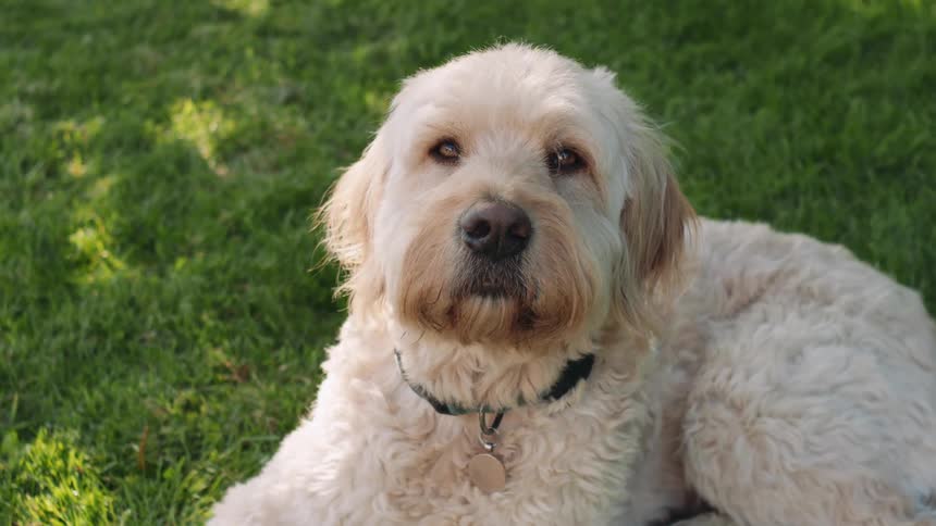 A cute Labradoodle dog lies peacefully in the green grass, looking directly into the camera on a sunny day