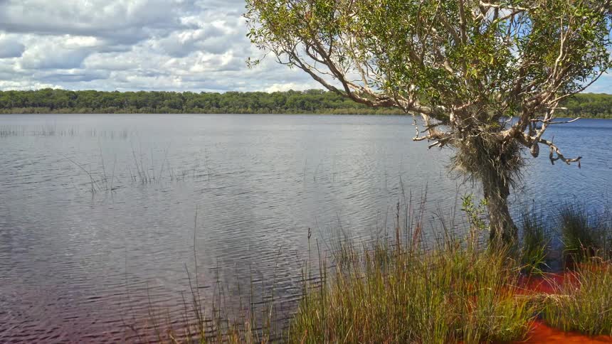 A slow, mesmerizing dolly shot moves over the red, tannin-stained water of a tranquil lake surrounded by lush vegetation and a distant forest