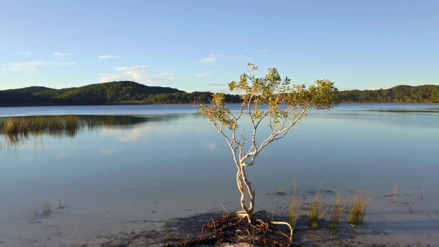 A slow tracking shot reveals a lone, twisted tree growing on the shore of a calm and reflective lake at sunrise