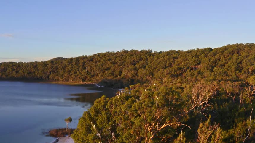 A flock of white cockatoos perched in lush green trees take flight in slow motion over a tranquil blue lake and white sandy beach at golden hour