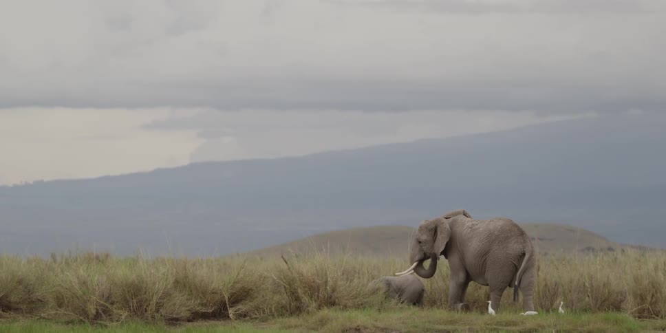 An elephant and her young walking through tall grass