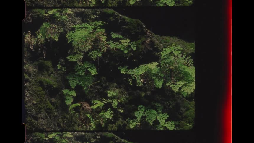 A vintage Super 8 film scan captures the serene beauty of water droplets trickling down a mossy forest cliffside
