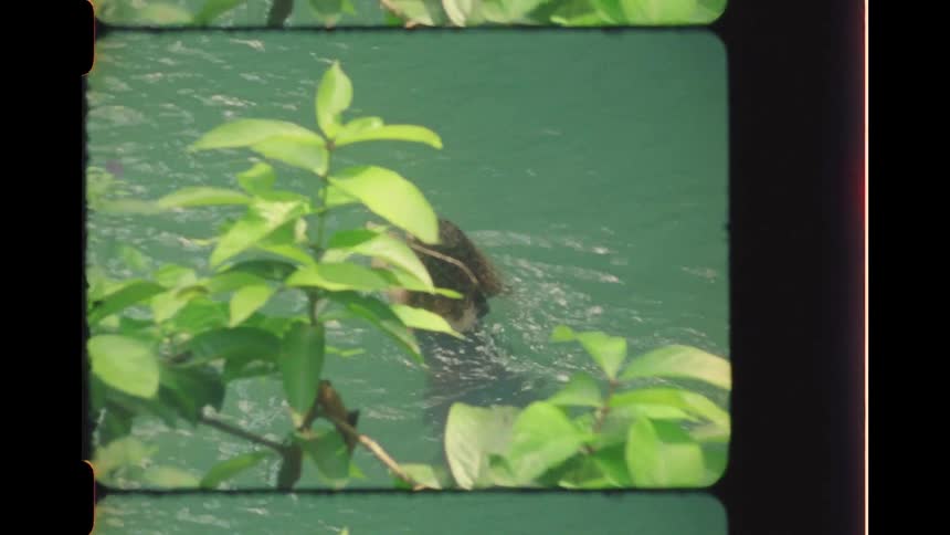 Vintage-style footage shows a woman with curly hair wading and swimming in a serene jungle river, viewed from above through lush green leaves