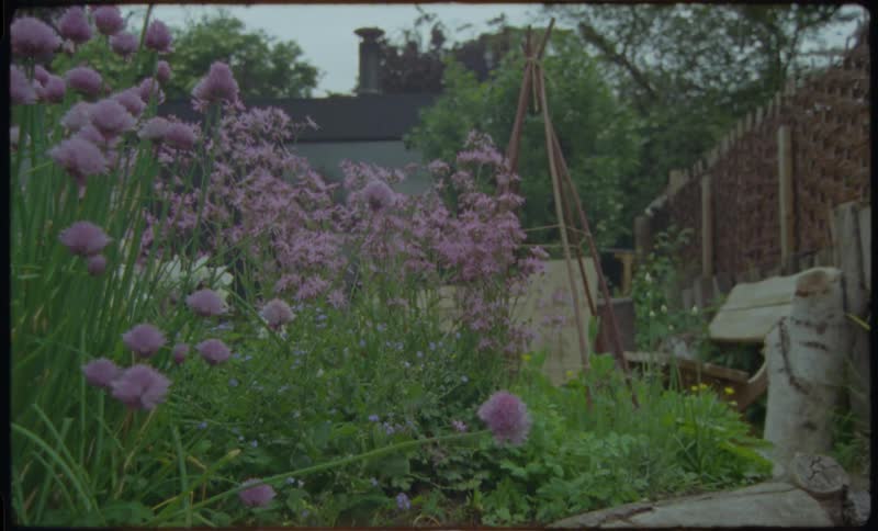 A static vintage film shot of a peaceful backyard garden filled with blooming purple chive flowers