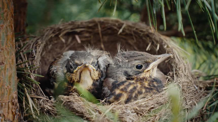 An intimate close-up of two fledgling fieldfare chicks sitting peacefully in their nest in a pine tree