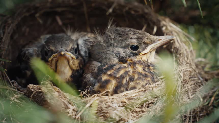 An intimate closeup shows two adorable fledgling birds resting in their nest in a pine tree