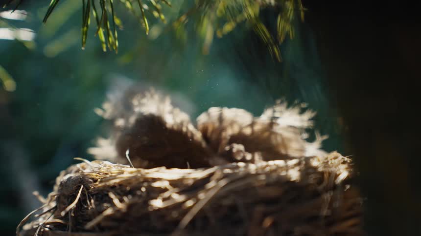 A hungry baby robin wakes up and chirps for its parents from a cozy nest nestled in a sunlit pine tree