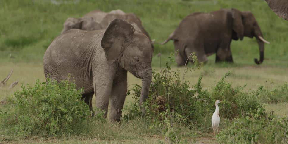 Elephants grazing on the savanna