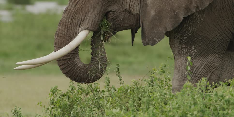Elephants eating tall grass in a field