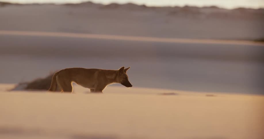 A wild dingo stands alert on a vast, windswept sand dune, illuminated by the golden light of the setting sun