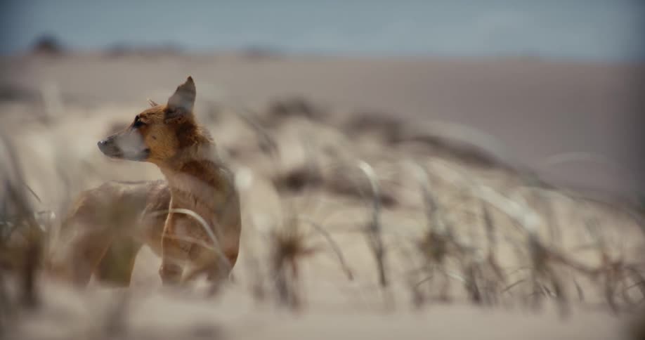 A wild Australian dingo stands alert amongst the windswept grass of a sandy dune, looking into the distance
