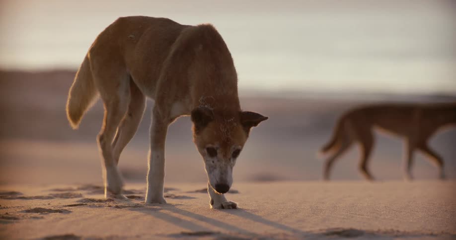 In slow motion, two wild Australian dingoes walk across a sandy beach at sunrise, with one approaching to sniff the sand