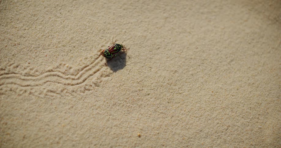 Close up of a vibrant green and red jewel beetle leaving a trail as it crawls across the sand
