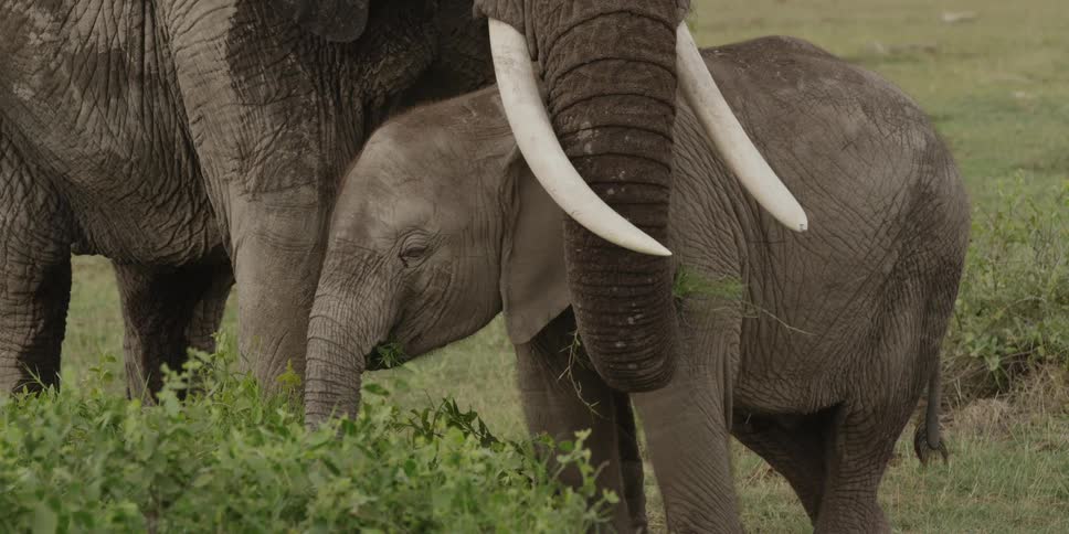 Elephants grazing on a shrub