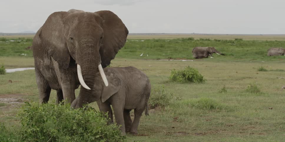 Elephants standing in a field