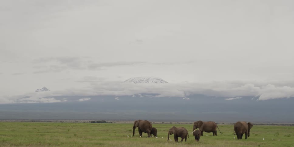 Elephants grazing in the savanna