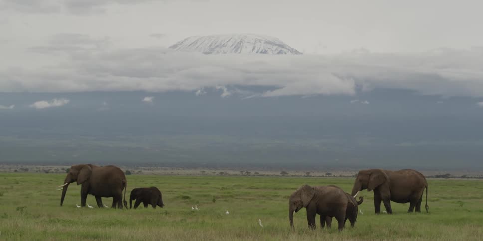 Elephants grazing in the savanna