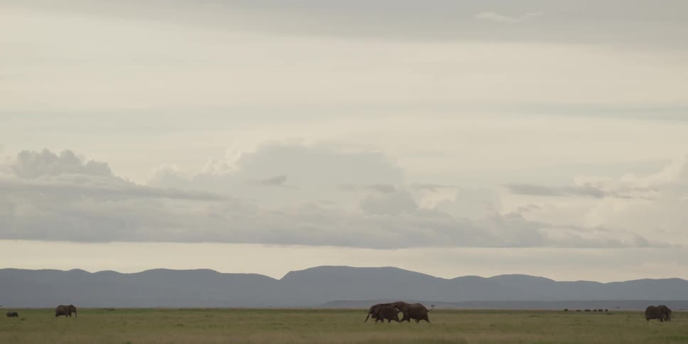Two elephants run, while others graze in an open field