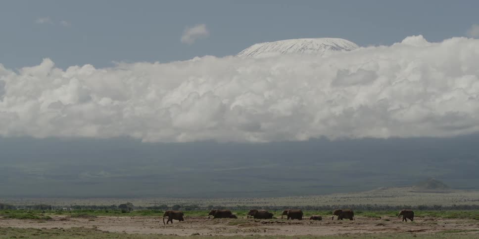 Herd of elephants marching across the plains