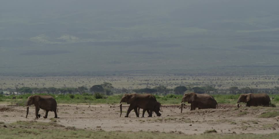 Elephants walking under a cloudy sky