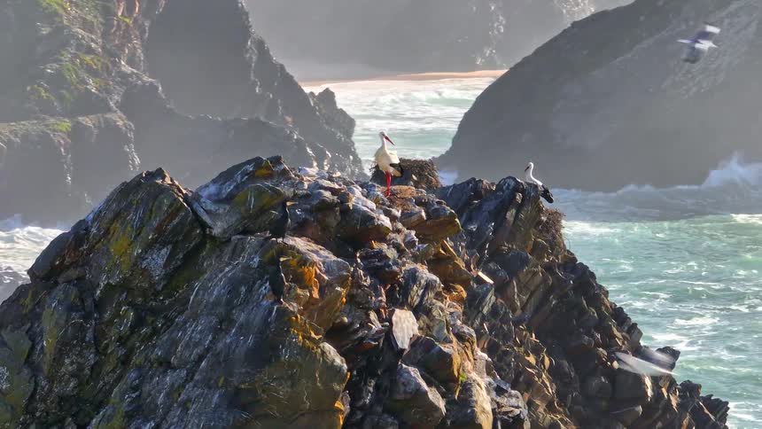 A slow zoom out reveals two white storks nesting on a rugged sea stack with crashing waves and seagulls flying in slow motion