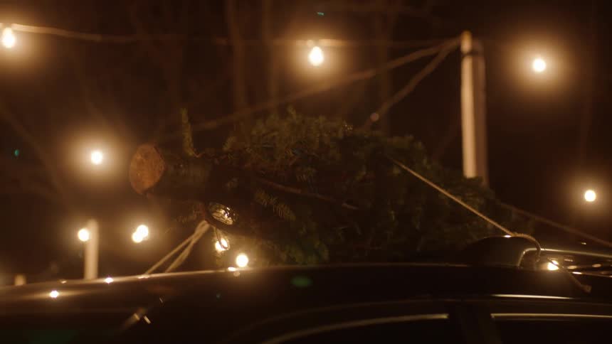 Christmas pine tree strapped to roof of car at night