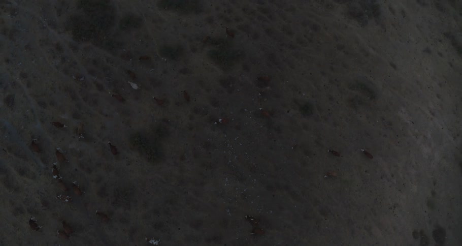 A slow aerial top-down pull-out shot of a herd of cows grazing in a vast, darkened field at twilight