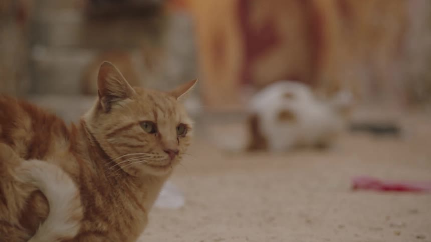 A group of stray cats rest in a sandy alley as the camera pulls focus to a ginger tabby in the foreground