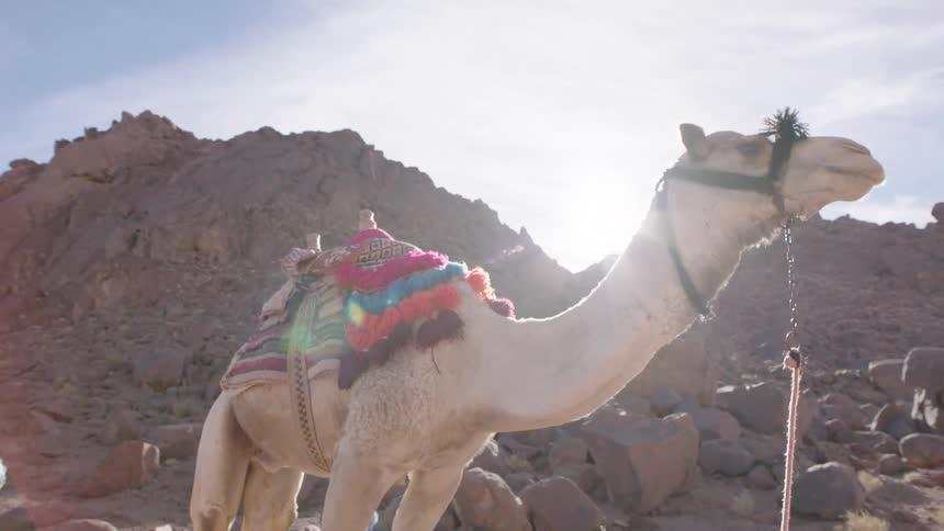 A camel with a colorful saddle stands in a rocky desert landscape with the sun flaring brightly from behind a mountain