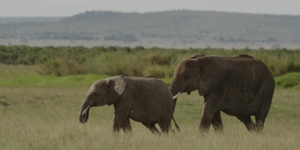 Elephants walking through tall grass as mountains loom in the background