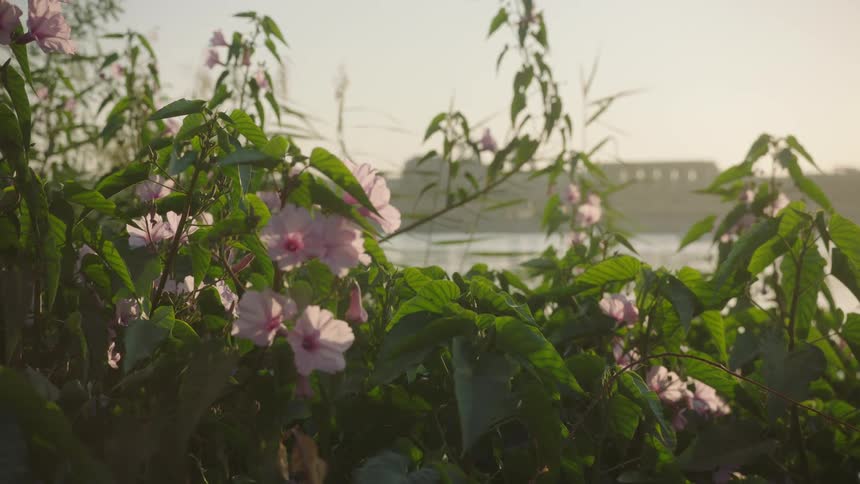 Pink wildflowers gently sway on a riverbank with a hazy view of a distant city at sunset