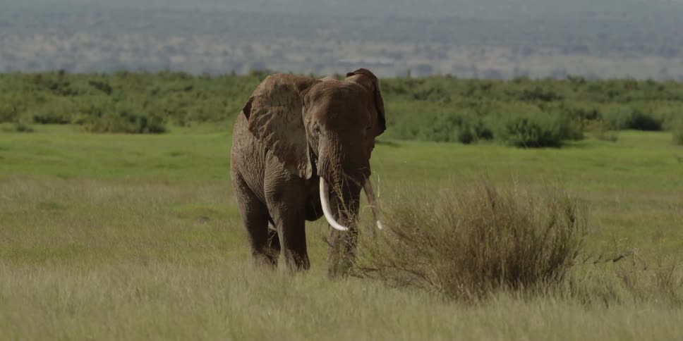 Elephant walking in a field