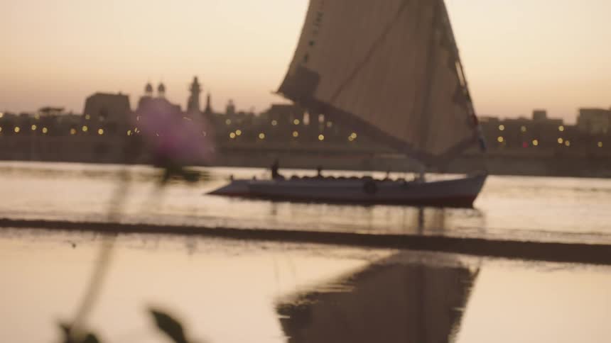 Focus shifts from a delicate flower to a classic felucca sailing on the Nile River against the Luxor skyline at sunset