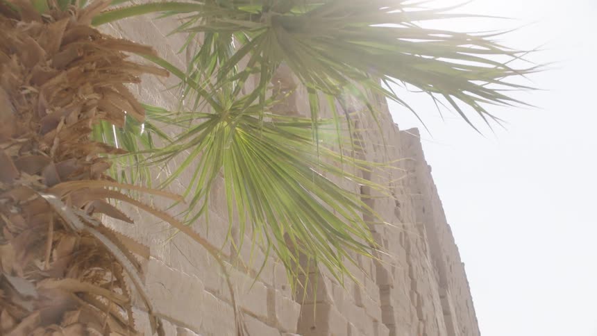 Sunlight flares through palm tree fronds, slowly revealing the massive ancient stone walls of an Egyptian temple