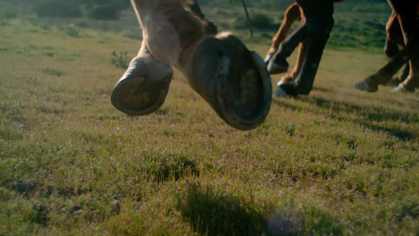 Horses run across the field