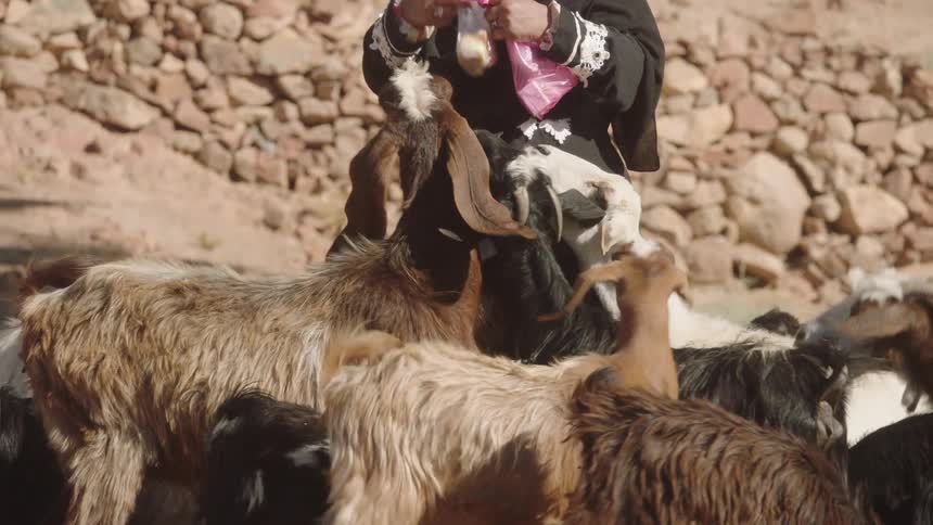 A traditionally dressed woman tends to her flock, feeding the eager goats in a sunlit, rocky landscape in slow motion