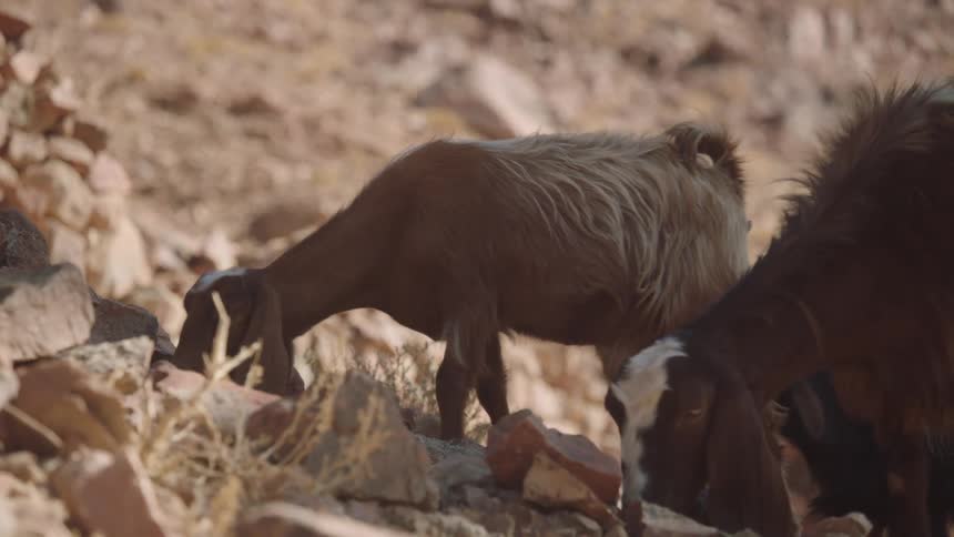 Two shaggy goats graze for food among the rocks on a sun-drenched, arid mountainside