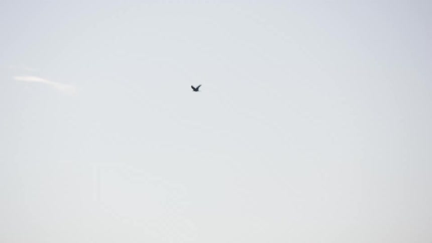 A lone bird soars in slow motion through a cloudy sky, flying past the historic Great Pyramid and Sphinx of Giza