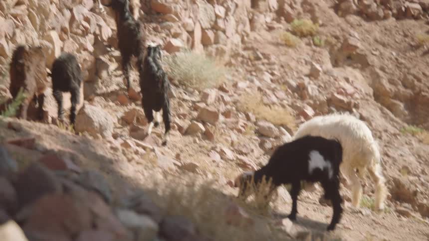 A herd of goats and sheep graze while climbing up a rocky, sun-drenched mountainside