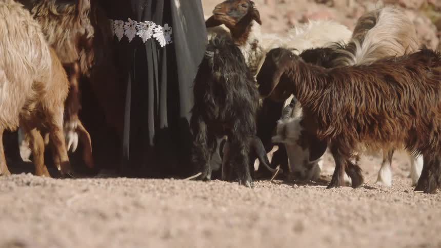 A herd of hungry goats crowds together to eat from the dusty ground in a sunlit, arid landscape