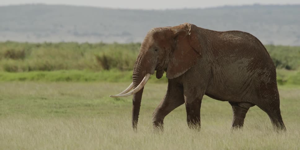 Elephant marching across the plains