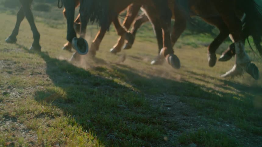 Horses gallop across a grassy meadow on a sunny day