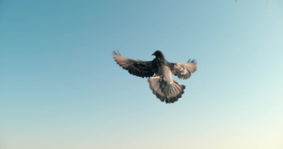 A bird flies high into the sky